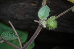 Datura innoxia